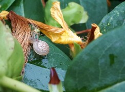Aufstellung Schnecke in grünem Blatt