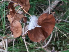 Trauma Aufstellung und Feder